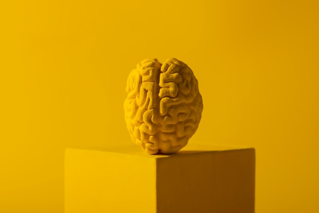 Free Photo still life with human brains and geometric shapes