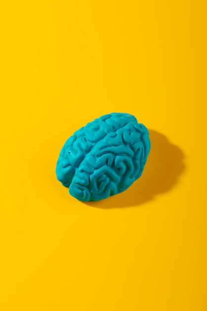 Free Photo still life with human brains