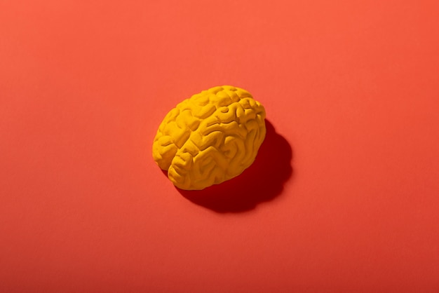 Free photo still life with human brains