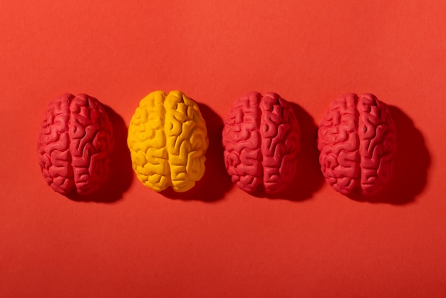 Free photo still life with human brains