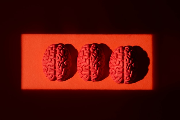 Free Photo still life with human brains