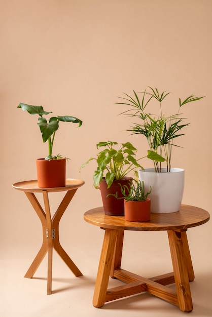 Free Photo still life with indoor plants