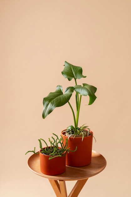 Free Photo still life with indoor plants