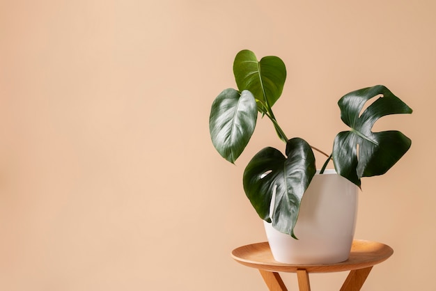 Free Photo still life with indoor plants