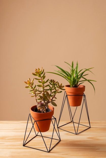 Free Photo still life with indoor plants