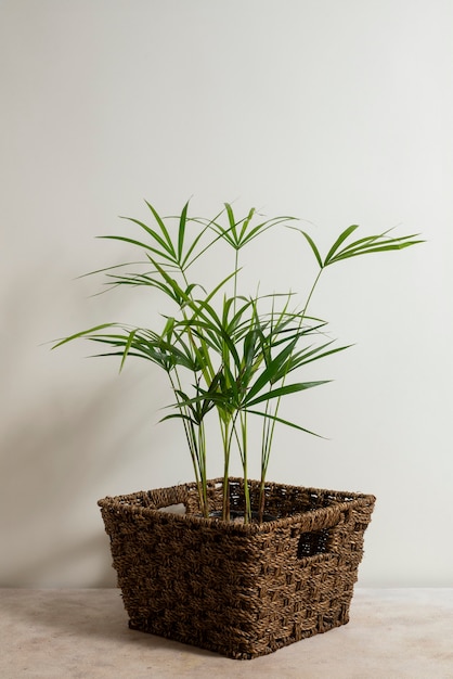 Free photo still life with indoor plants