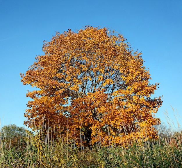 Stitched Panorama