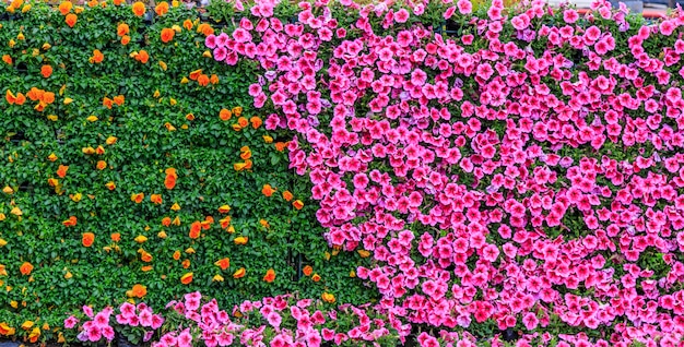 stone floral parks public flower blossom