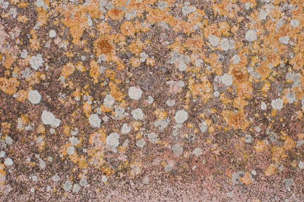 Free photo stone in lichen spots