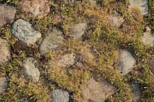 Free photo stone pavement of rough untreated paving stones overgrown with moss and grass an old road natural background idea