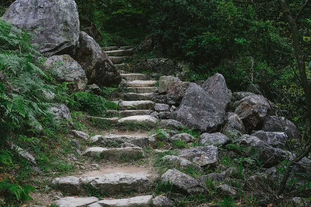 Free photo stone stairs leading to the forest