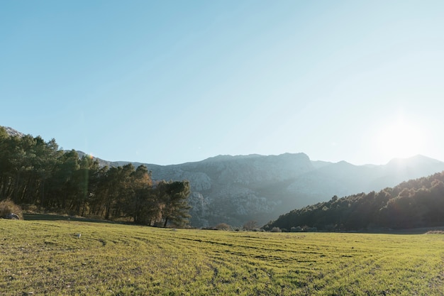 Free Photo stony mountain with trees landscape in sunlight