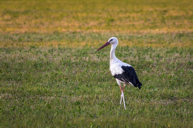 Free photo stork standing on green field