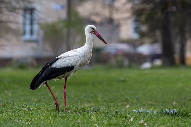 Free photo stork standing on green field