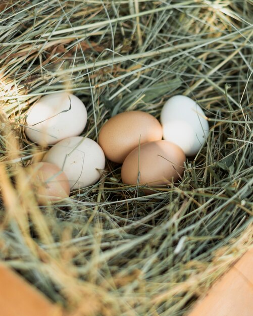 Free photo straw nest filled with white and brown eggs