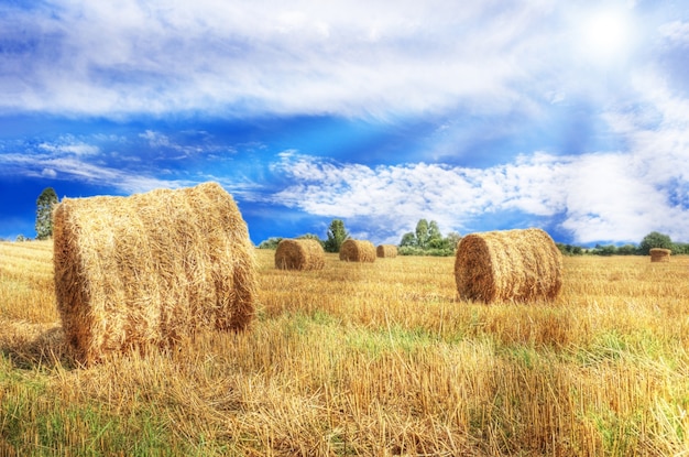 Free Photo straw rolls