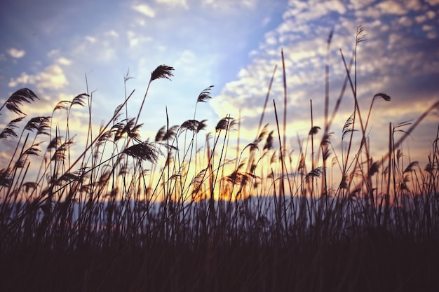 Straw with clouds background