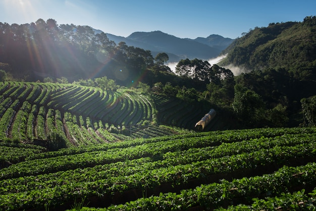 Strawberry Farm field on mountain