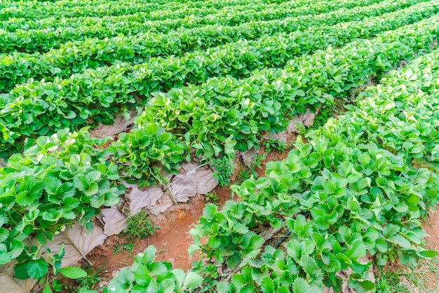 Free photo strawberry field