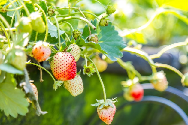 Strawberry in garden