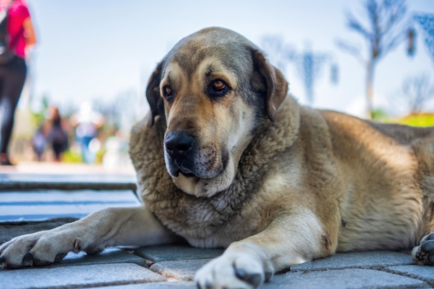 Free photo stray fatty dog with sad droopy eyes posing for the camera on street