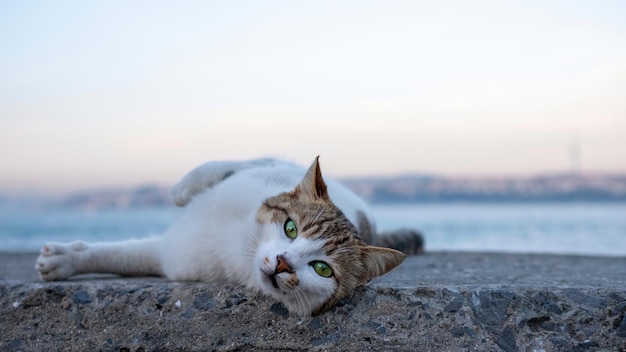 Free photo stray white cat with green emerald eyes relaxing on the shore of the stone beach at the sunset