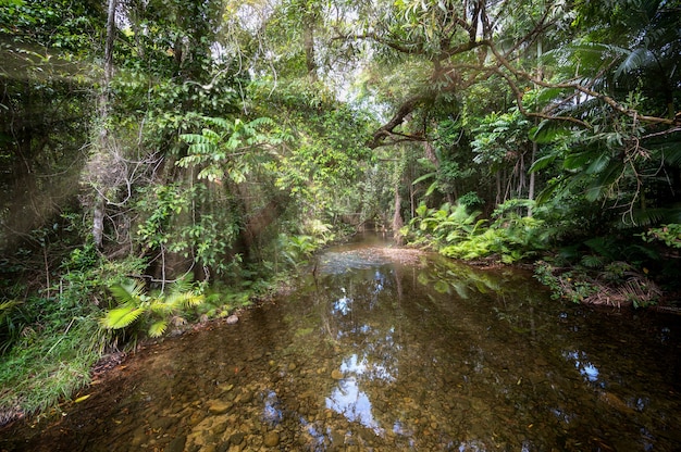 Free photo stream of clean water flowing through the daintree tropical rainforest at queensland, australia