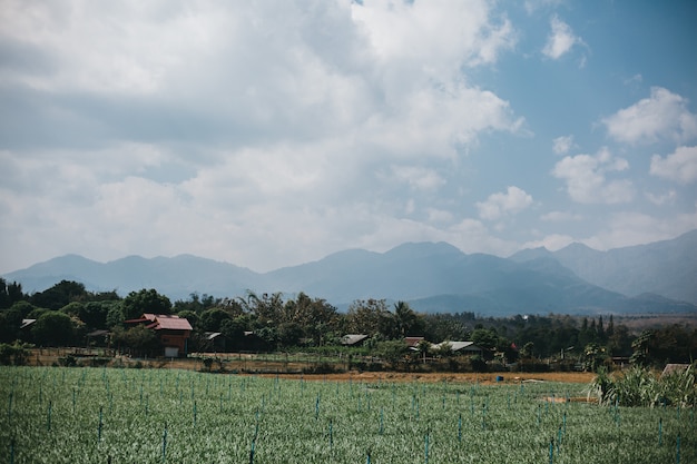 Street Thailand, nature