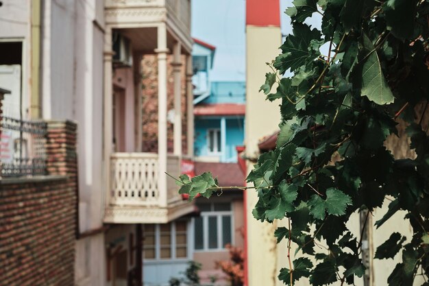 Streets of the old city selective background on ivy Old Tbilisi idea for a background or advertisement about the city and travel