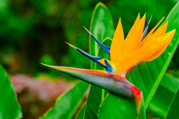 Free Photo strelitzia reginae. beautiful bird of paradise flower, green leaves in soft focus. tropical flower on tenerife, canary islands, spain.