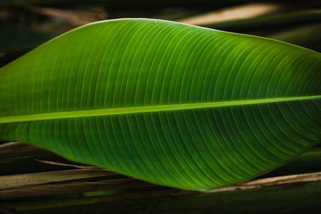 Free Photo striped leaf on ground