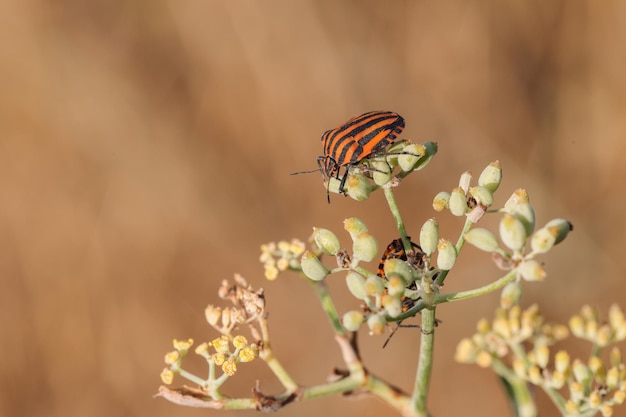 Striped shield bug Graphosoma lineatum subspecies siciliensis Malta Mediterranean