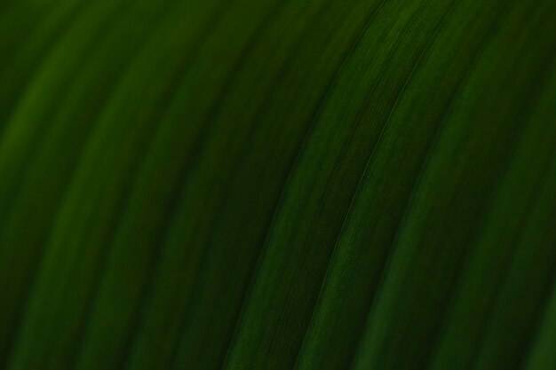 Striped surface of palm leaf