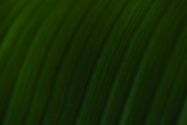 Striped surface of palm leaf