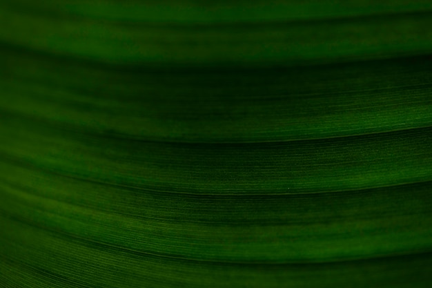 Free photo stripes on nice leaf