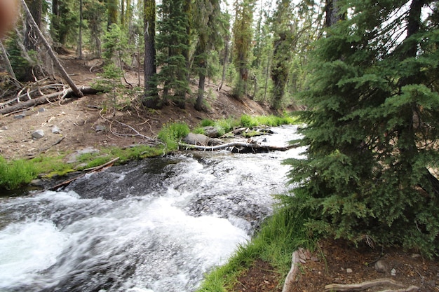 Strong flow of a river with white foam in the forest