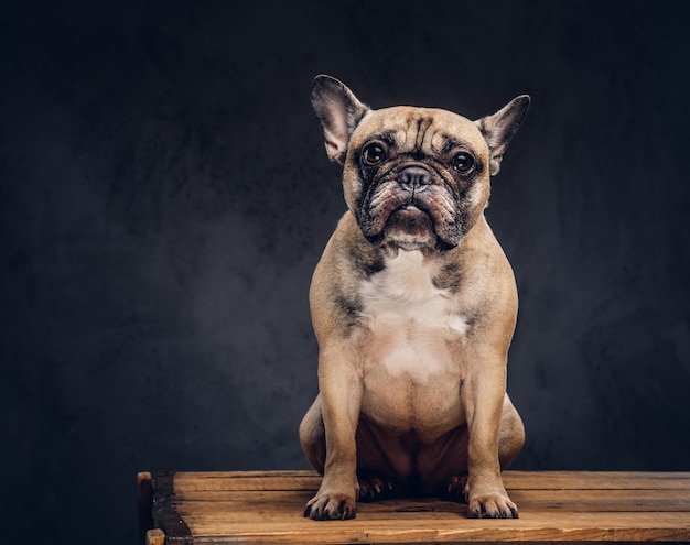 Free photo studio portrait of a cute dog. breed pug.