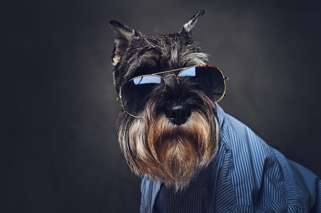 Studio portrait of fashionable schnauzer dogs dressed in a blue shirt and sunglasses.