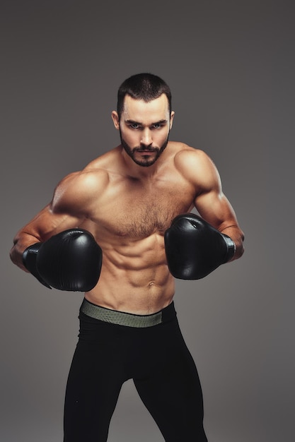 Studio portrait of a shirtless brutal athletic boxer wearing black boxing gloves on gray background.