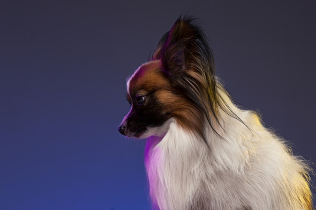 Free Photo studio portrait of a small yawning puppy papillon