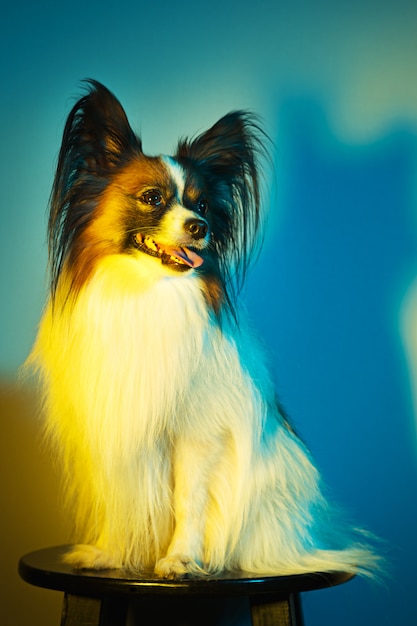 Studio portrait of a small yawning puppy Papillon