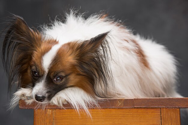 Studio portrait of a small yawning puppy Papillon