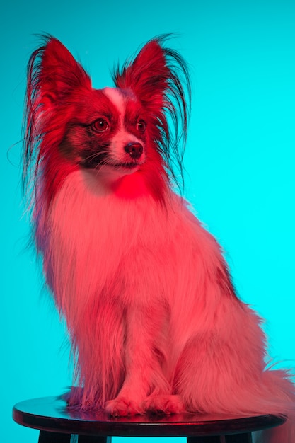 Studio portrait of a small yawning puppy Papillon