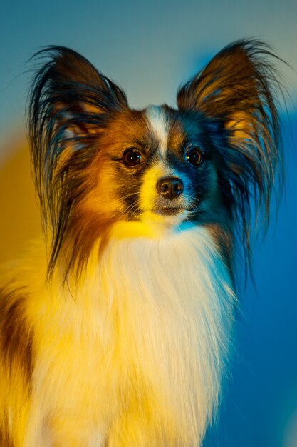 Studio portrait of a small yawning puppy Papillon