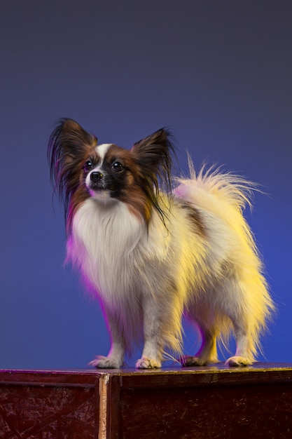 Studio portrait of a small yawning puppy Papillon