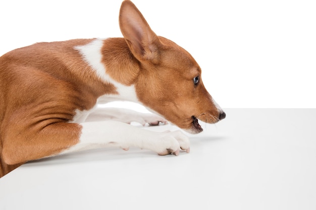 Studio shot of Basenji dog isolated on white studio background