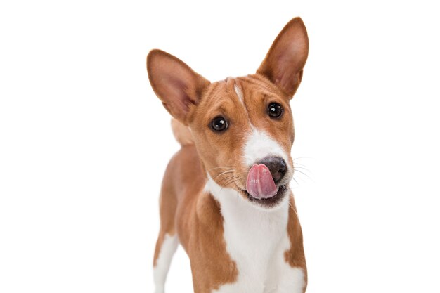 Studio shot of Basenji dog isolated on white studio background