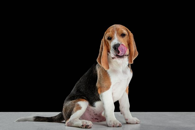 Studio shot of beagle puppy on black wall