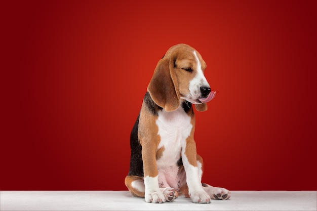 Free photo studio shot of beagle puppy on red studio background