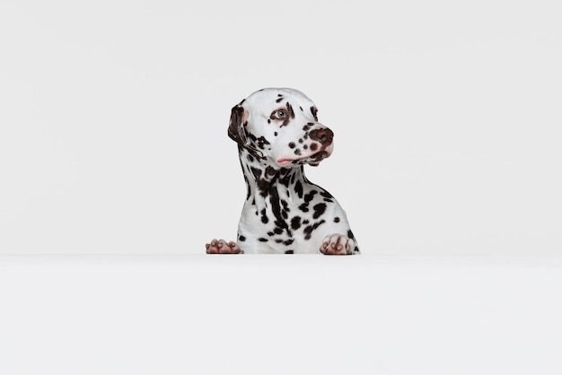 Free photo studio shot of beautiful dalmatian dog posing peeking out isolated over grey background animal lifestyle care